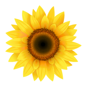 Eyecare Concepts sunflower